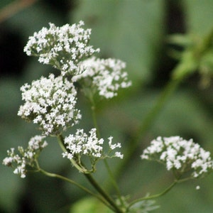 Valerian, Culinary & Medicinal Herbs, Heirloom Seeds, (Valeriana Officinalis) GMO Free