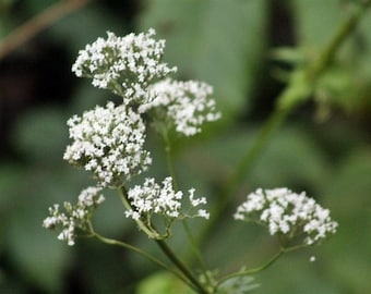 Valerian,  Culinary & Medicinal Herbs,  Heirloom Garden Seeds    (Valeriana Officinalis)   GMO Free