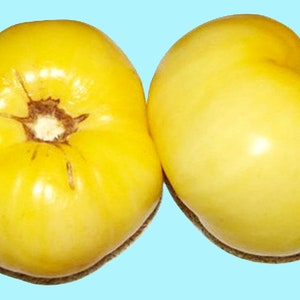 Great White, Tomato, Heirloom Seeds, Natural Grown Open Pollinated Gardening Non-GMO