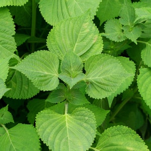 Green  Shiso,  Culinary & Medicinal  Herbs,  Heirloom Garden Seeds (Perilla) Container Gardening Vegetable Seeds GMOFree