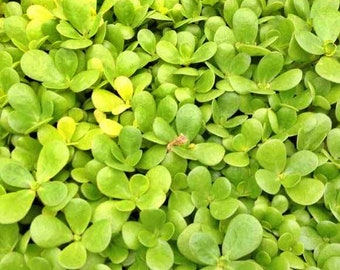 Golden Purslane,  Gourmet Native Green,  Heirloom Garden Seeds  Open Pollinated Container Garden   Non-GMO