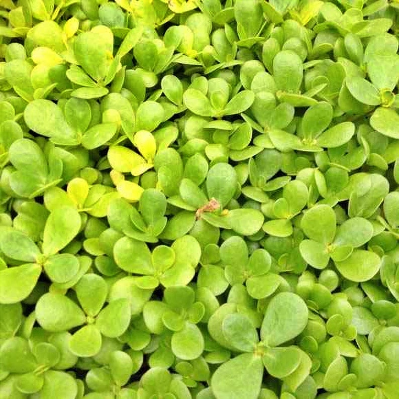 gmo purslane gourmet