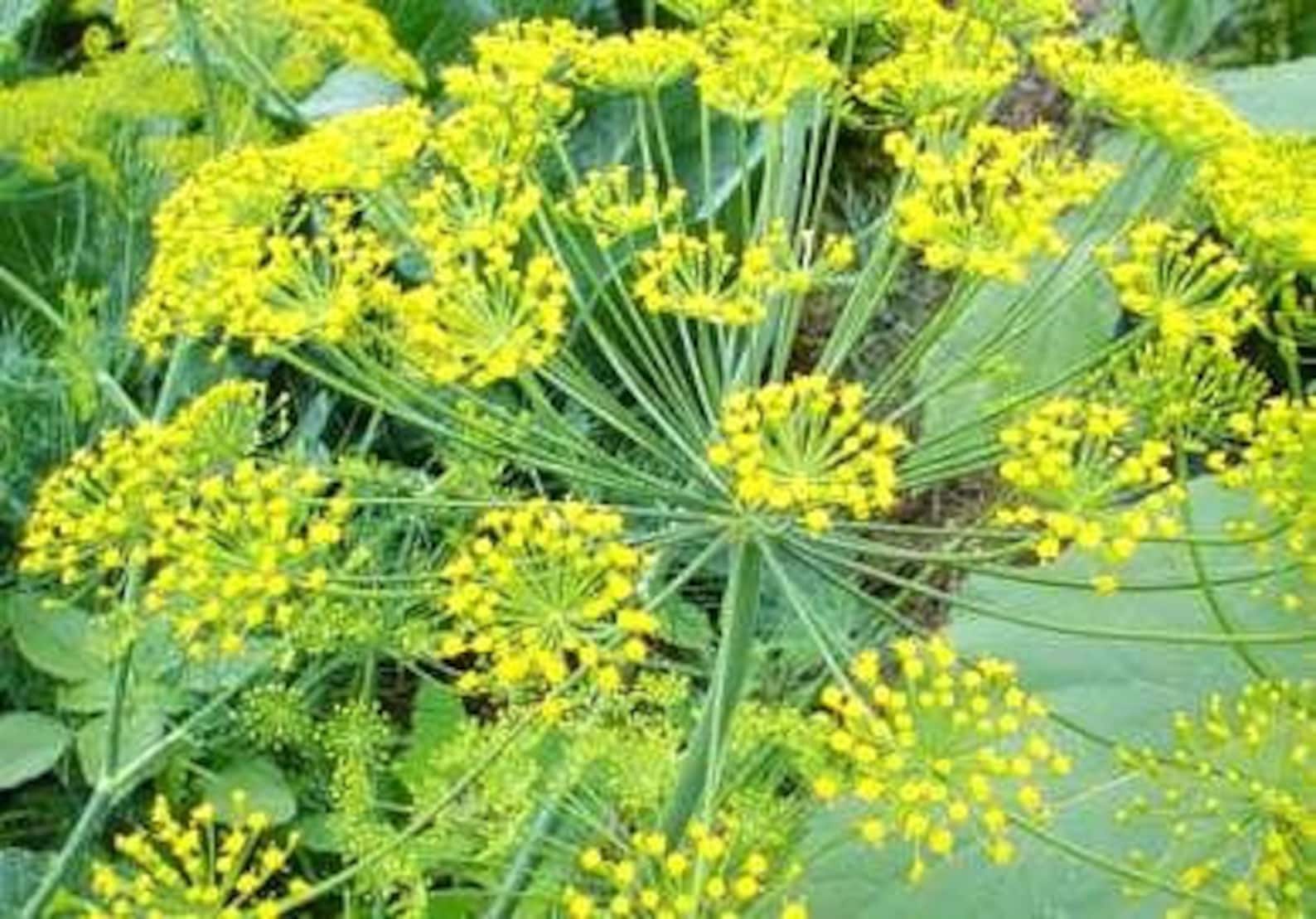 Long Island Mammoth Dill Seeds Heirloom Herb Garden NonGMO Etsy