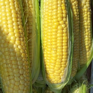 Golden Bantam, Sweet Corn, Heirloom Seeds, Gardening Non-GMO