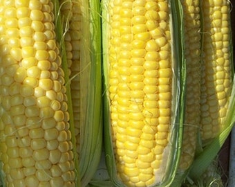 Golden Bantam,  Sweet Corn,  Heirloom Garden Seeds  Gardening Non-GMO