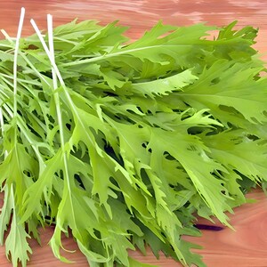 Early Mizuna,  Mustard,    Heirloom Seeds,  Salad Greens   Open Pollinated   Container Garden   Non-GMO