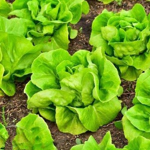 Summer Bibb, Lettuce Seeds: Crisp, Quick Growing (Heirloom, Non-GMO)
