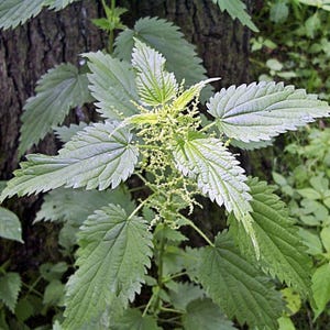Stinging Nettle, Seeds: Heirloom Culinary Herb for Garden or Containers