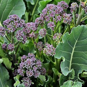 Early Purple Sprouting Broccoli Seeds: Heirloom, Non-GMO