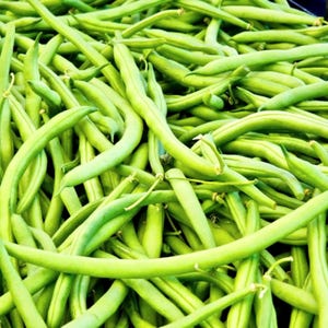 Landreth Stringless, Green Bean Seeds: Heirloom, Non-GMO