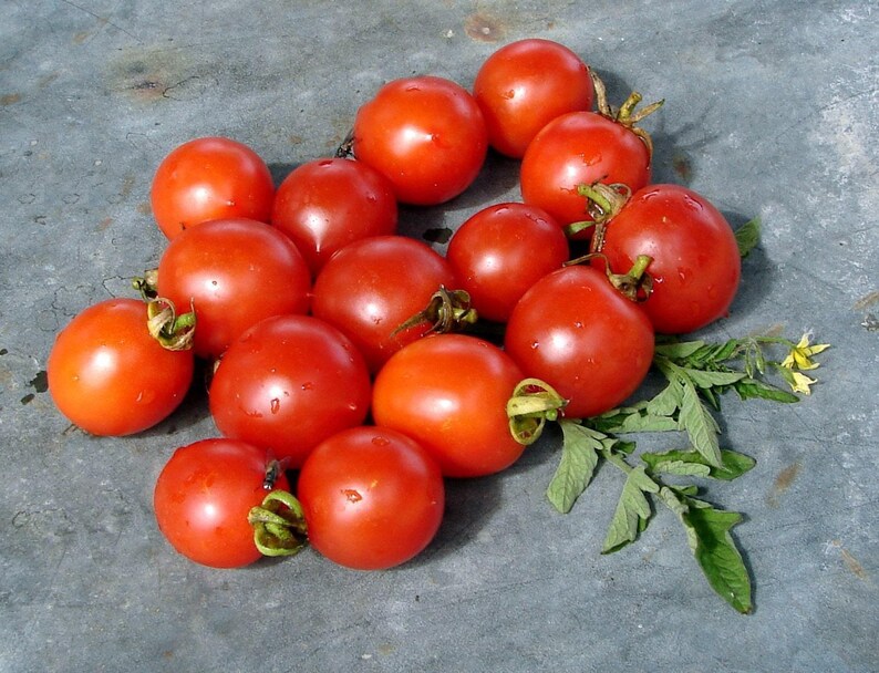 Principe Borghese Heirloom Tomato Seeds - Thumbnail 2