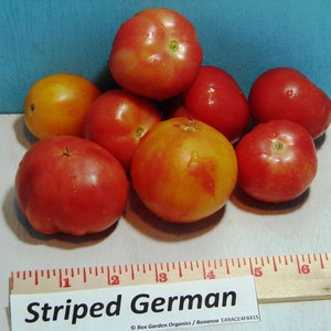 Striped German,  Tomato,   Heirloom Seeds, Grown to Organic Standards Open Pollinated Gardening Non-GMO