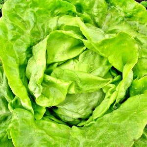 Northern Queen,  Lettuce,  Heirloom Garden Seeds   Window Box   Vegetable Seeds   Heat & Frost Resistant  Lactuca sativa   Non-GMO