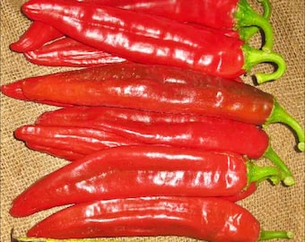 Hatch Big Jim Legacy Chile,   Hot Pepper,    Heirloom Garden Seeds  Open Pollinated   Vegetable Seeds   Non-GMO