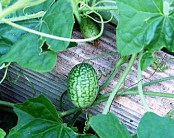 Mouse Melon,  Mexican Sour Gherkin,  Heirloom Garden Seeds  Cucamelon  Open Pollinated Gardening Non-GMO