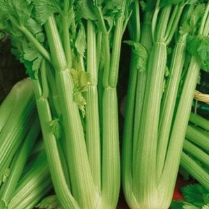 Tall Utah 52, Celery Seeds: Open Pollinated Container Gardening Non-GMO