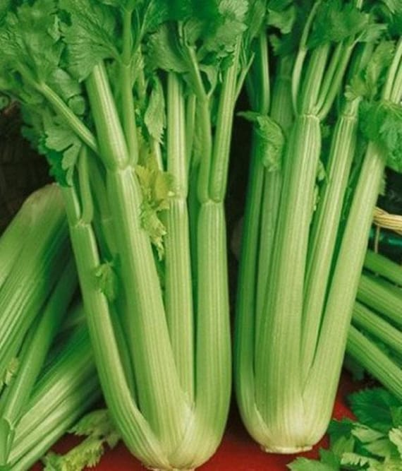Tall Utah 52, Celery Seeds: Open Pollinated Container Gardening Non-GMO