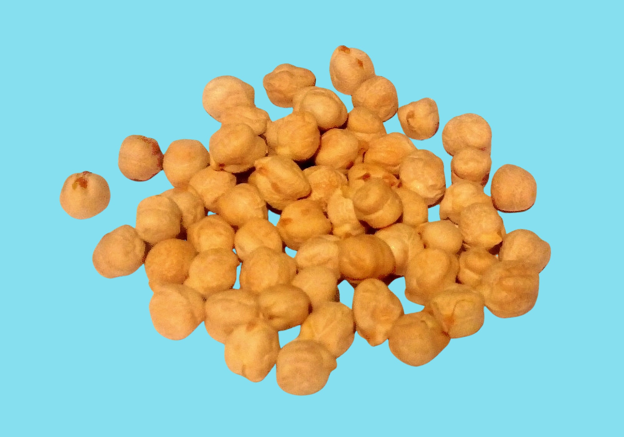 Garbanzo Bush Bean Seeds Open Pollinated Heirloom NonGMO Etsy