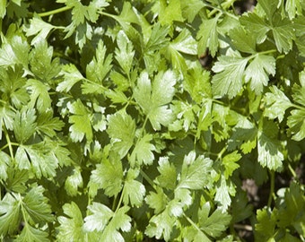 Cilantro  Slow Bolt Herb    Heirloom Garden Seeds   Culinary Coriander   Open Pollinated   Non-GMO