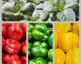 Sweet Pepper  Three Color Bell Pepper Seed Kit    Heirloom Garden Seeds  Gardening   Gardeners Non-GMO