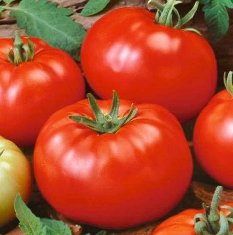 Beefsteak Tomato Seeds / 30 Heirloom Seeds Open Pollinated Etsy