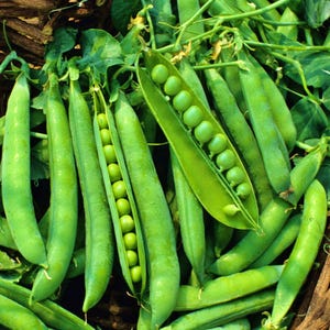 Green Arrow Pea Seeds: Sweet Tender Pods, Heirloom Non-GMO