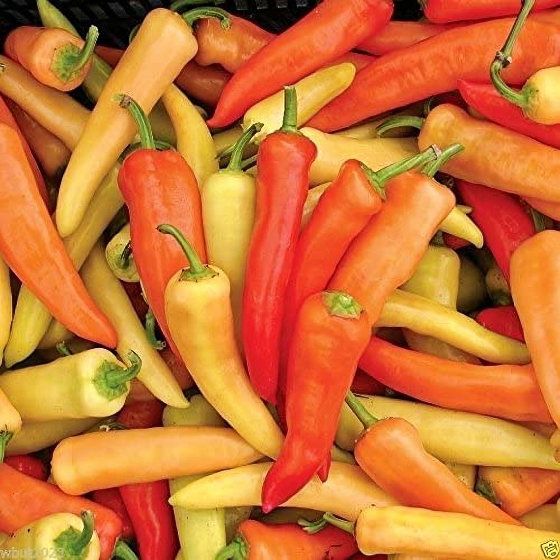 Hungarian Sweet Wax Pepper Seeds Heirloom Frying Pickling Etsy