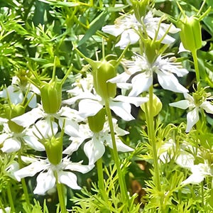 Black Cumin Seeds: Culinary and Medicinal Herb image 1