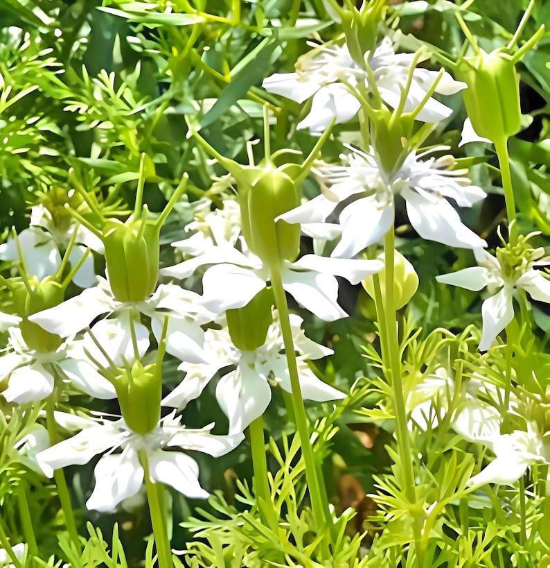 Black Cumin Seeds: Culinary and Medicinal Herb image 1