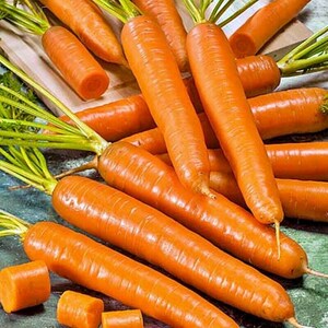 Amsterdam,  Carrot,  Heirloom Seeds,  Open Pollinated Container Gardening Vegetable Seeds Garden Seeds Non-GMO