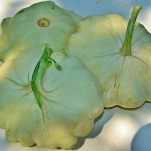 Bennings Green Tint Scallop,   Summer Squash,   Heirloom Garden Seeds   Gardening Open Pollinated  Vegetable Seeds Non-GMO