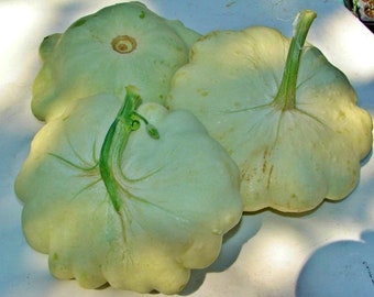 Bennings Green Tint Scallop,   Summer Squash,   Heirloom Garden Seeds   Gardening Open Pollinated  Vegetable Seeds Non-GMO