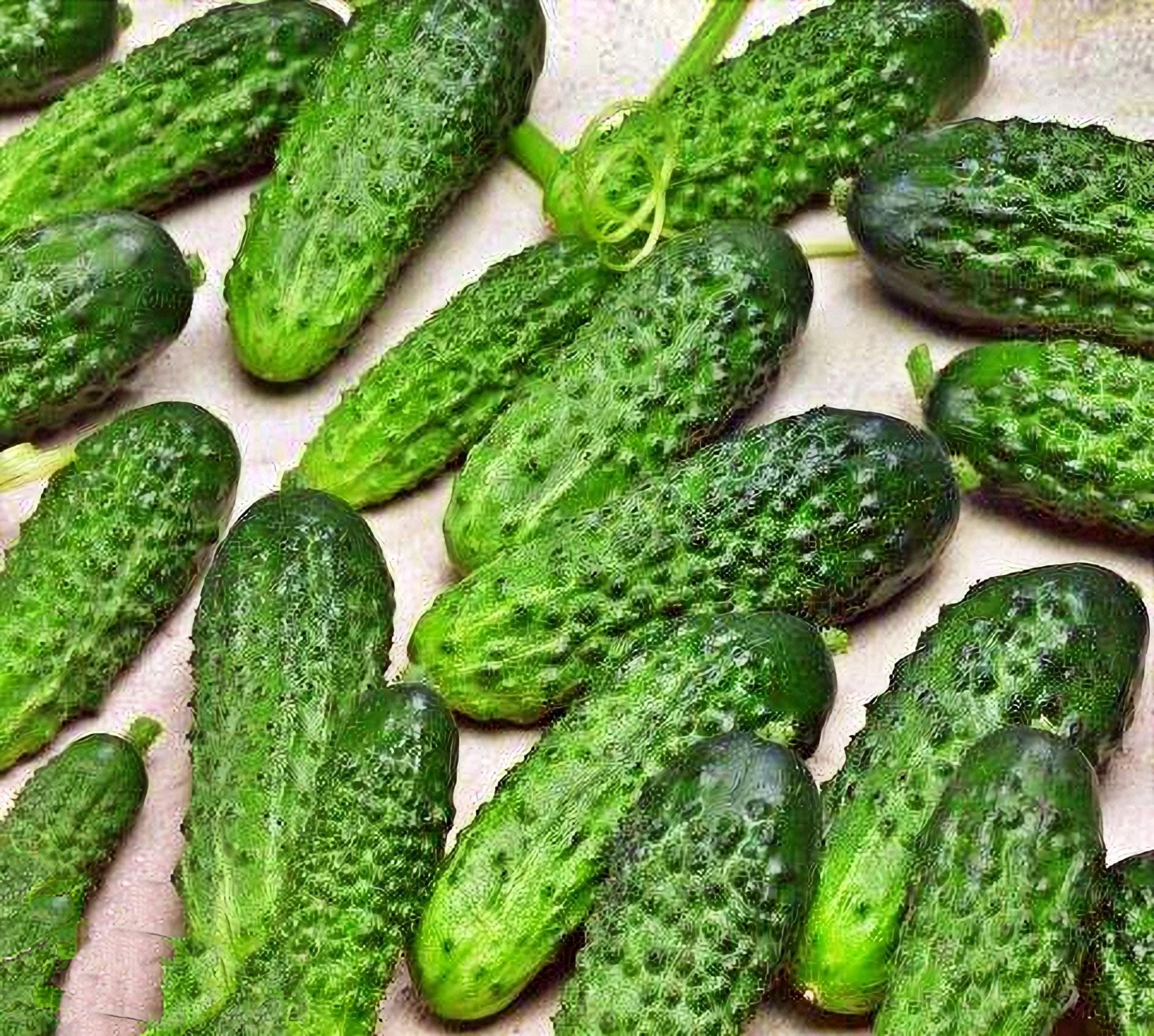 Parisian Pickling, Cucumber Seeds: Heirloom Garden Non-GMO