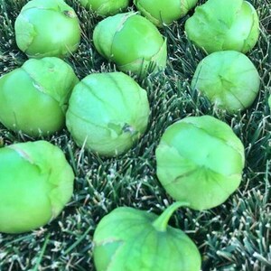 Plaza Latina Giant Tomatillo Seeds:   Mexican Green Fruit