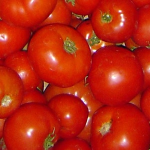 Rutgers, Tomato, Heirloom Seeds, Grown to Organic Standards Open Pollinated Gardening Non-GMO