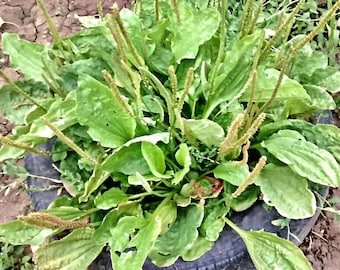 Broadleaf Plantain Seeds: Heirloom Versatile Culinary and Medicinal Herb