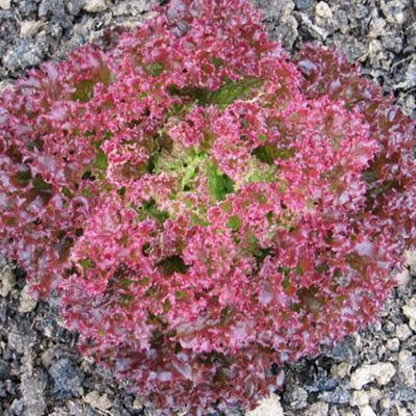 Lolla Rosa Heirloom Leaf Lettuce Seeds Etsy