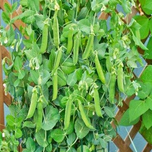 Patio Pride,  Peas, Heirloom Seeds  Gardening Non-GMO