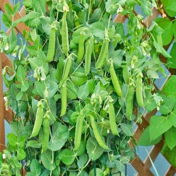 Patio Pride,  Peas,   Heirloom Garden Seeds   Gardening Non-GMO