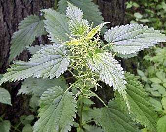 Stinging Nettle,  Culinary & Medicinal Herbs  Heirloom Garden Seeds    GMO Free