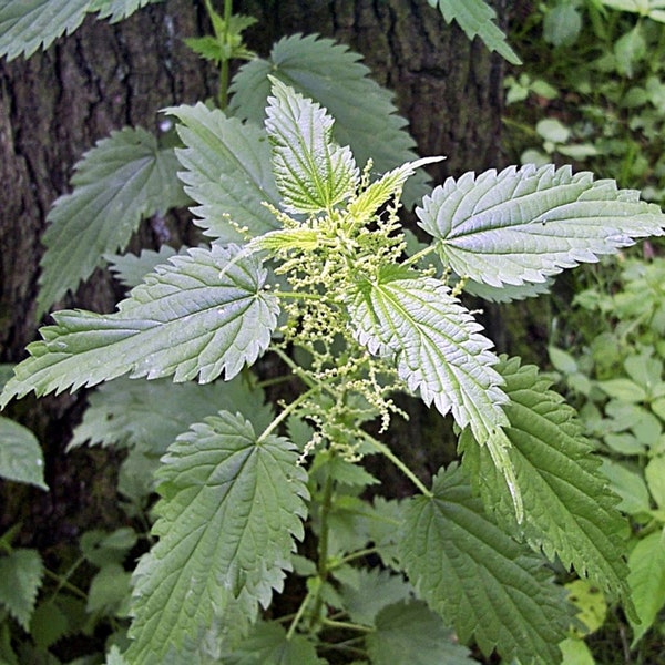 Stinging Nettle,  Culinary & Medicinal Herbs  Heirloom Garden Seeds    GMO Free