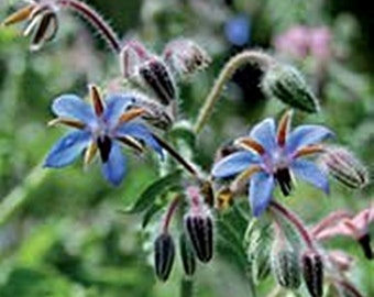 Borage,  Herb,  Heirloom Garden Seeds  Culinary & Medicinal   Edible Flowers   Open Pollinated   Container Garden   Non-GMO