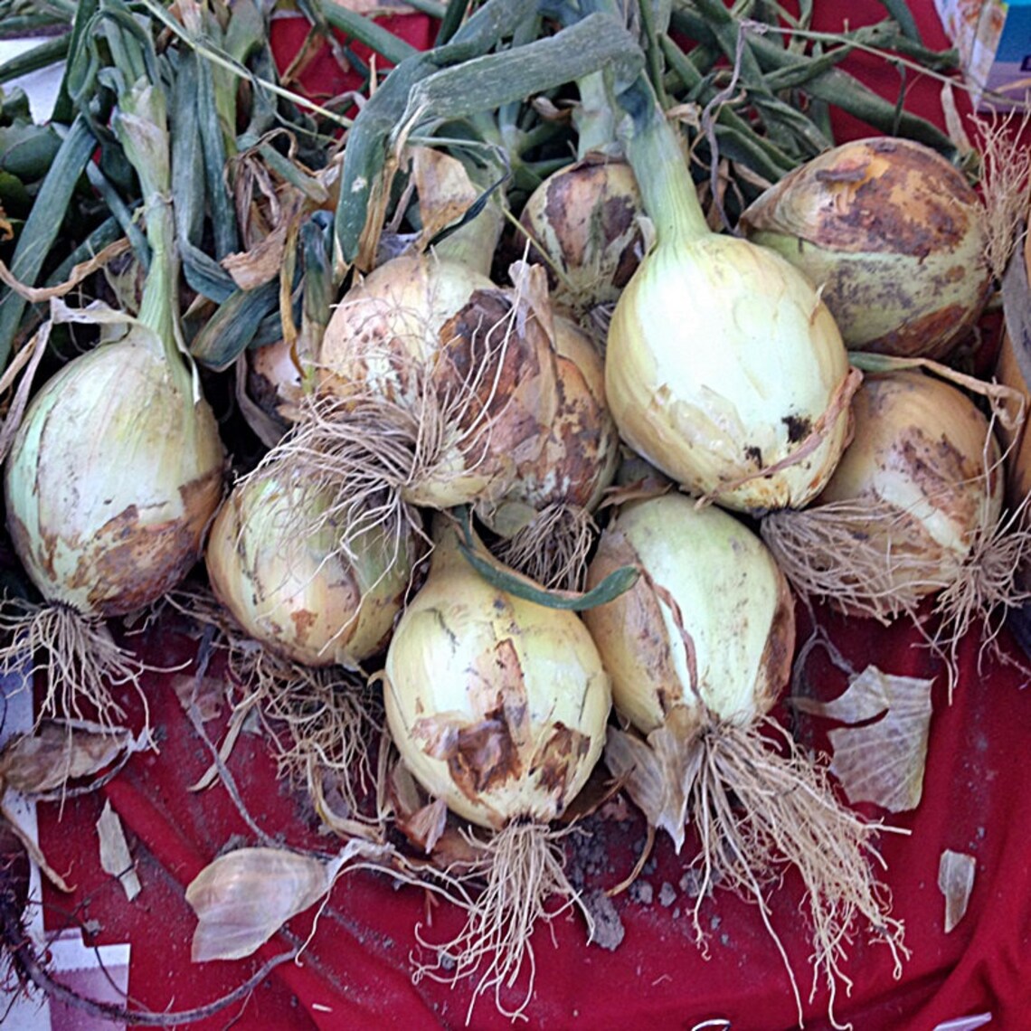 Walla Walla Onion Seeds / Heirloom NonGMO Garden Seeds Etsy