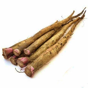 Heirloom Burdock Seeds: Non-GMO Gobo, Culinary & Medicinal Herb