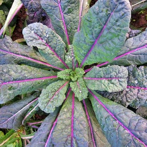 Dazzling Blue Kale Seeds: Heirloom, Non-GMO Garden Vegetable