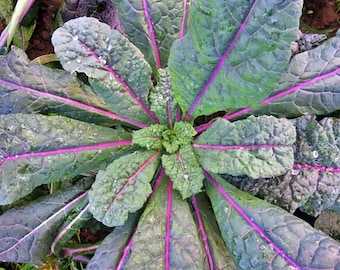 Dazzling Blue Kale Seeds: Heirloom, Non-GMO Garden Vegetable
