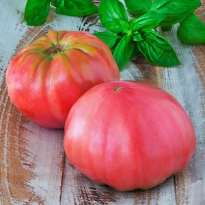 Pink Beefsteak, Tomato, Heirloom Seeds, Open Pollinated Container Gardening Vegetable Garden Seeds Non-GMO