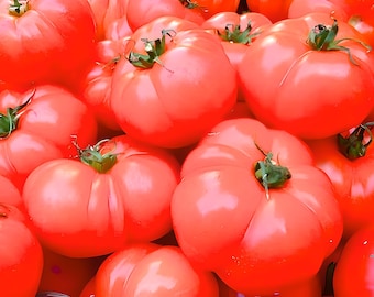 Hamson DX 52, Heirloom Tomato Seeds: Open Pollinated, Utah Climate GMO Free
