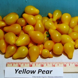 Yellow Pear, Tomato, Heirloom Seeds, Grown to Organic Standards Open Pollinated Gardening Non-GMO