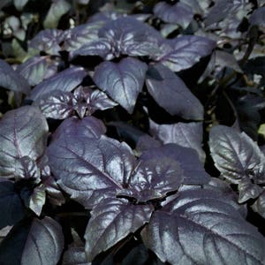 Dark Purple Opal, Basil, Heirloom Garden Seeds Open Pollinated Vegetable Seeds NonGMO image 3